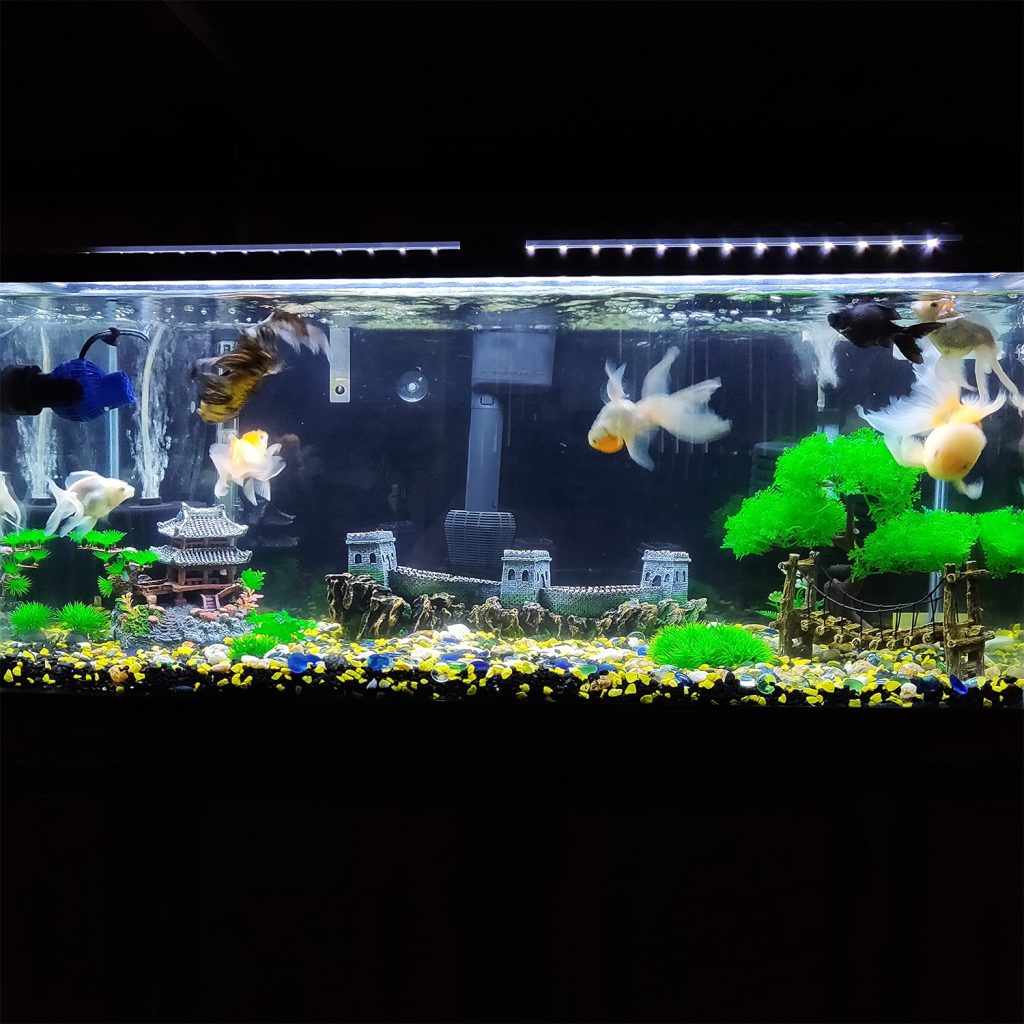 aquarium style japonais