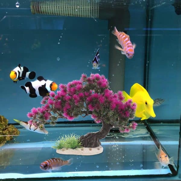 aquarium style japonais