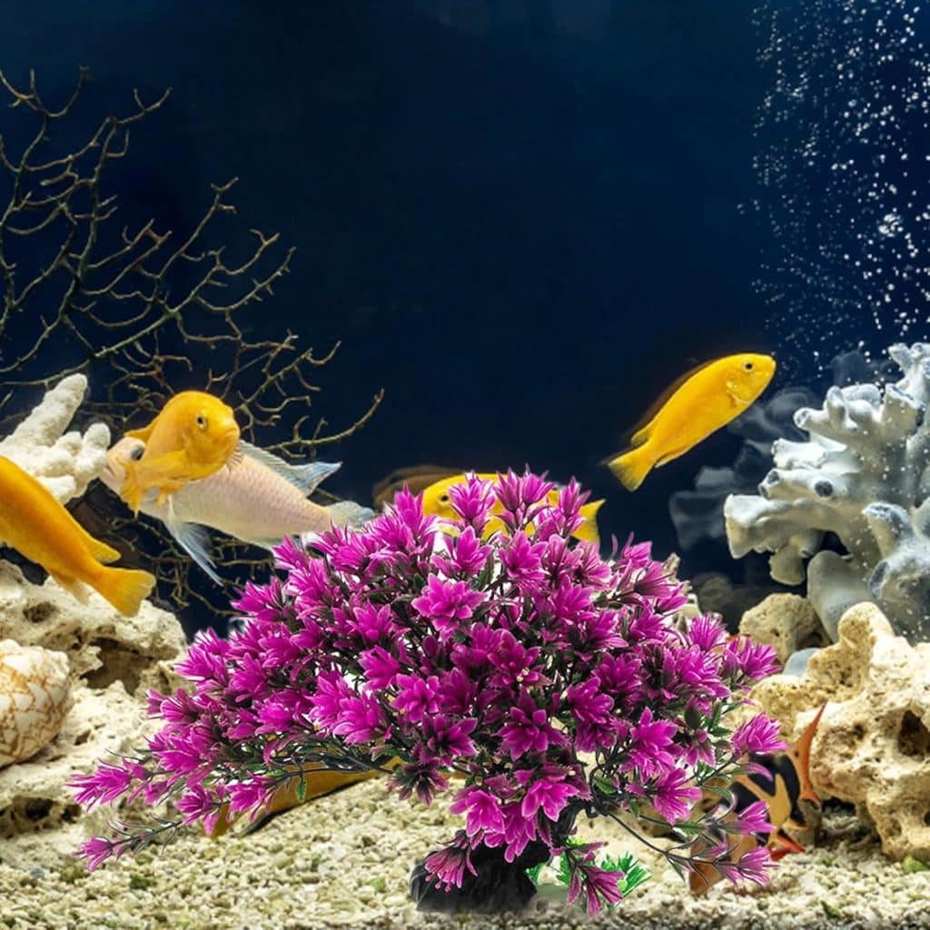 decor aquarium zen