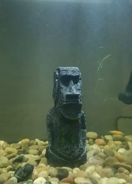 décoration zen pour aquarium