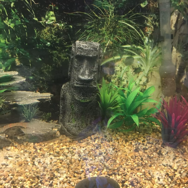 decoration aquarium zen