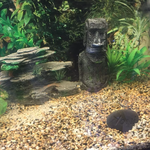 idee deco aquarium zen