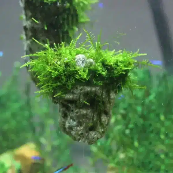 pierre pour terrarium