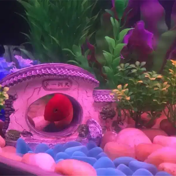 décor aquarium japonais