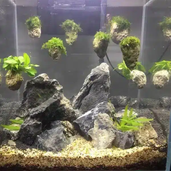 pierre pour aquarium eau douce
