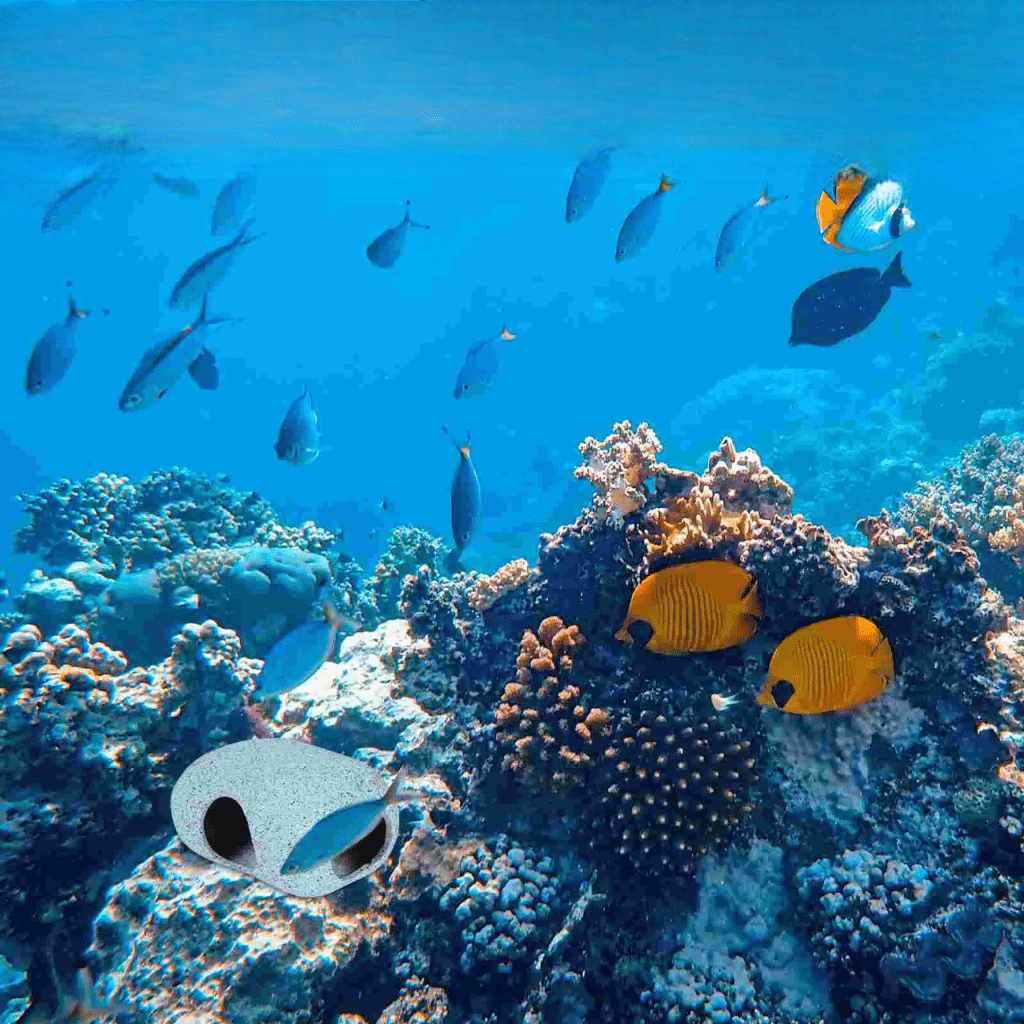 pierre aquarium pas cher