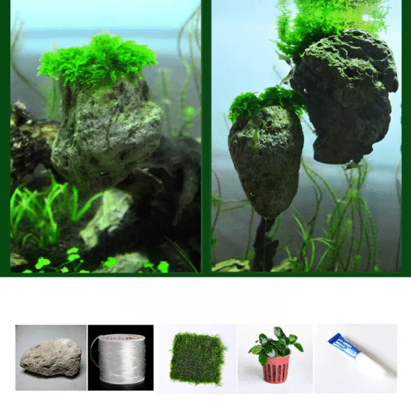 Décoration aquarium
