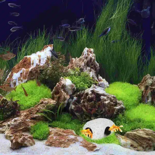 décor aquarium pierre