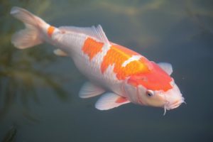 Quel bocal pour un poisson japonais ?