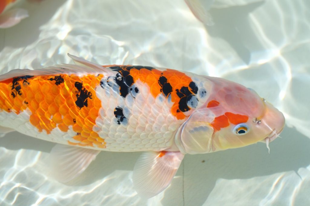 Poisson eau japonais