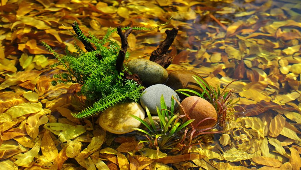 Deco nature aquarium