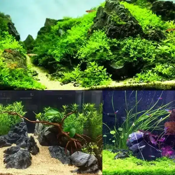 Décor Aquarium Naturel