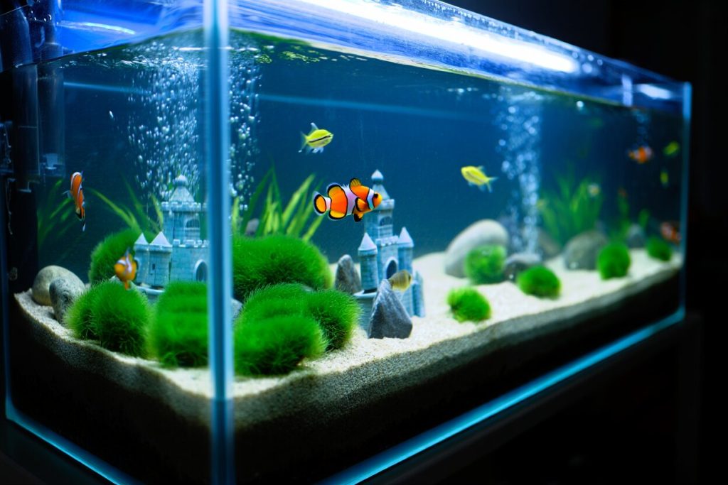 Deco bassin aquatique