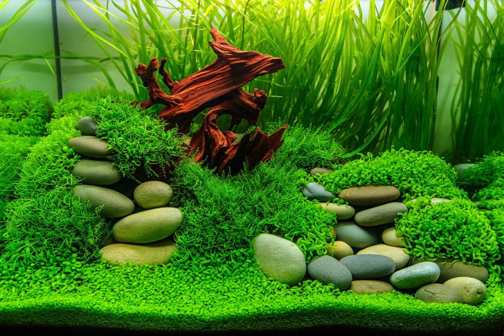 décoration aquarium