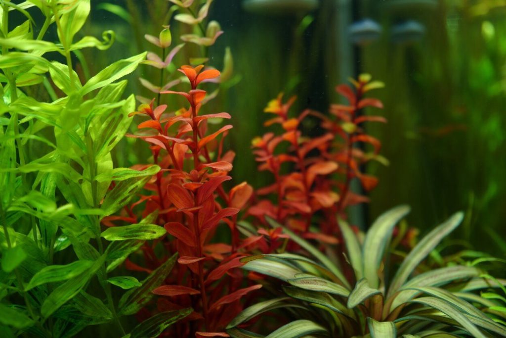 décoration aquatique bassin