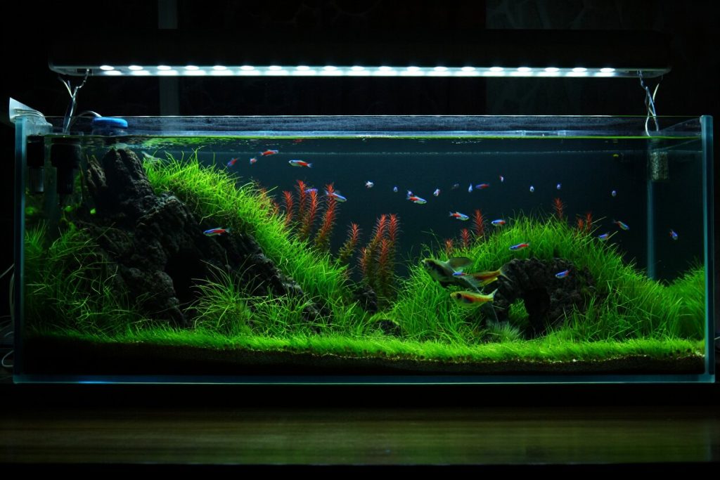 Décoration aquarium Plantes