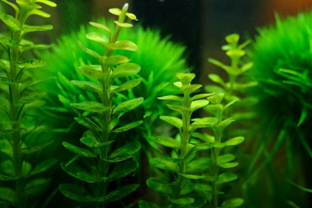 deco sous marine plante