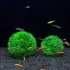 Voici la correction collée avec des tirets après chaque mot : Lot 2 Boules Herbe Aquarium Déco Vert Synthétique
