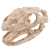 Ornement crâne de dinosaure en résine beige aspect fossile