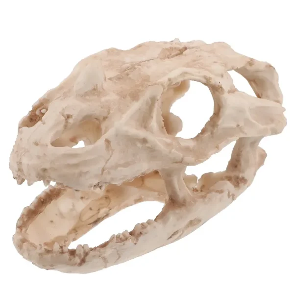 Ornement crâne de dinosaure en résine beige aspect fossile
