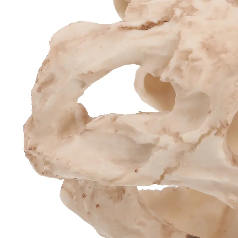 Ornement crâne de dinosaure en résine