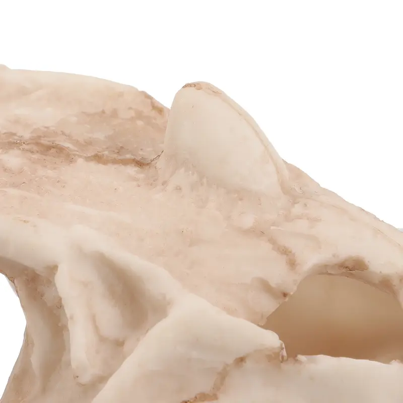 Ornement crâne de dinosaure