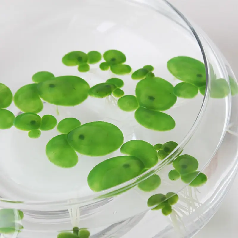 Lentilles d'eau bocal artificielles vertes à racines blanches en plastique pour aquarium.