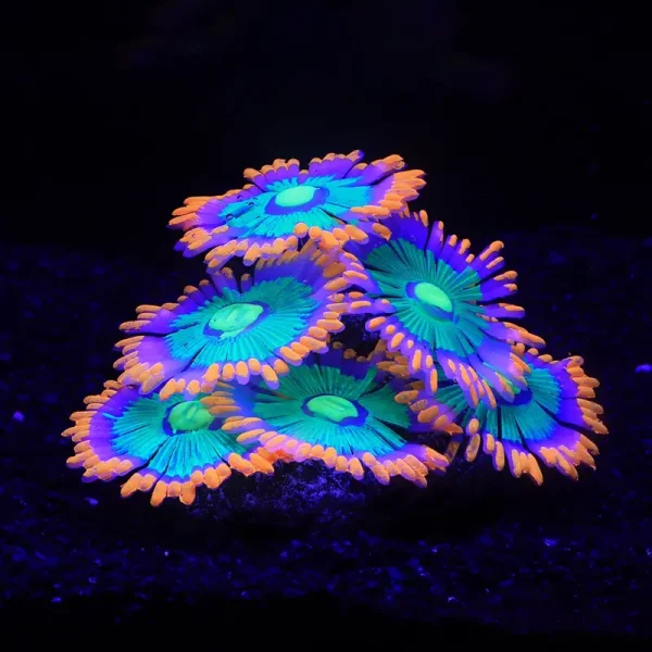 silicone anémone artificielle fluo orange violet pour aquarium eau douce de 14x9x7cm