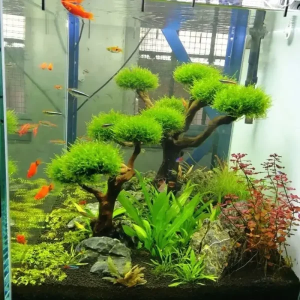 Arbre bonsaï deco aquatique en bois flotté avec cinq touffes de mousse verte en aquarium