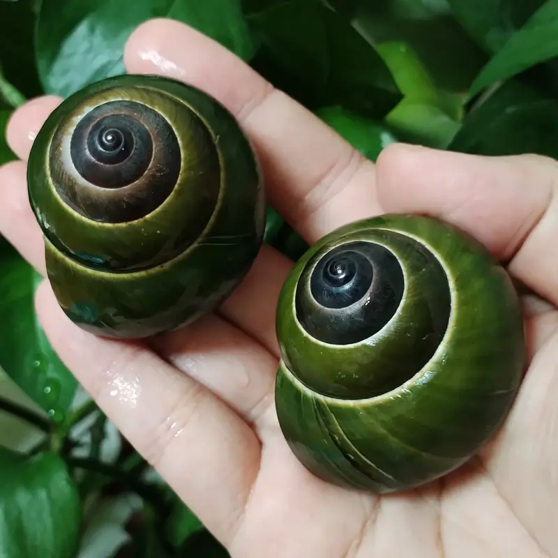 Coquillages escargots jade en vert brillants, un spiralé, un ouvert avec intérieur bleu.