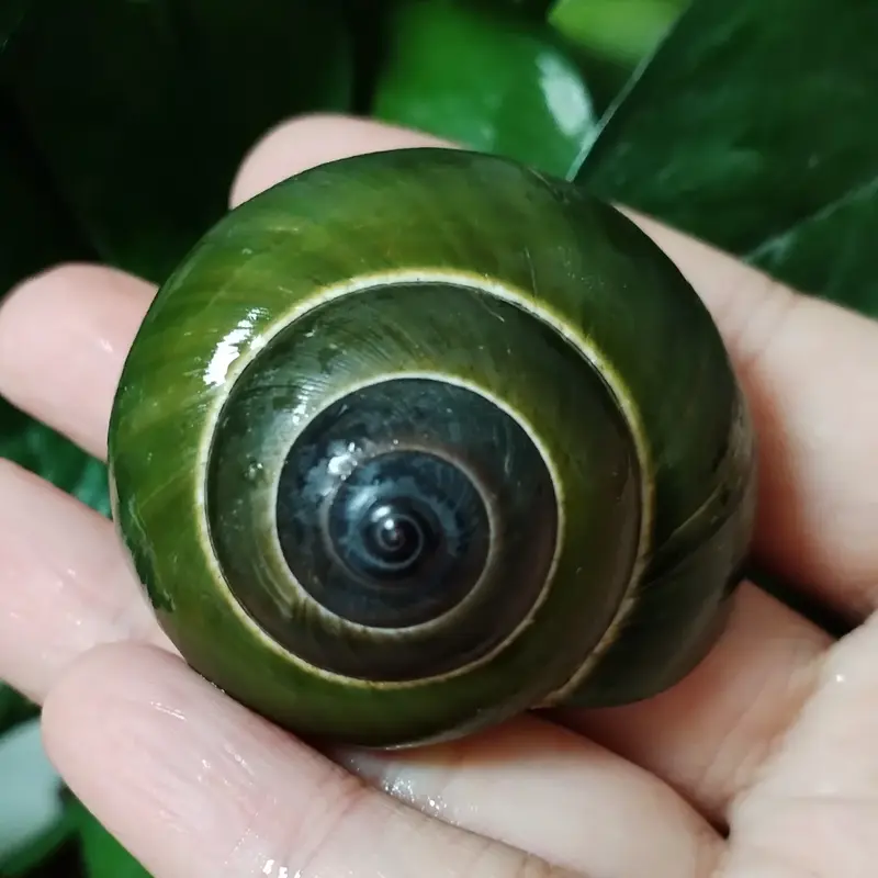Décoration Coquillages escargots jade vert brillants, un spiralé, un ouvert avec intérieur bleu.