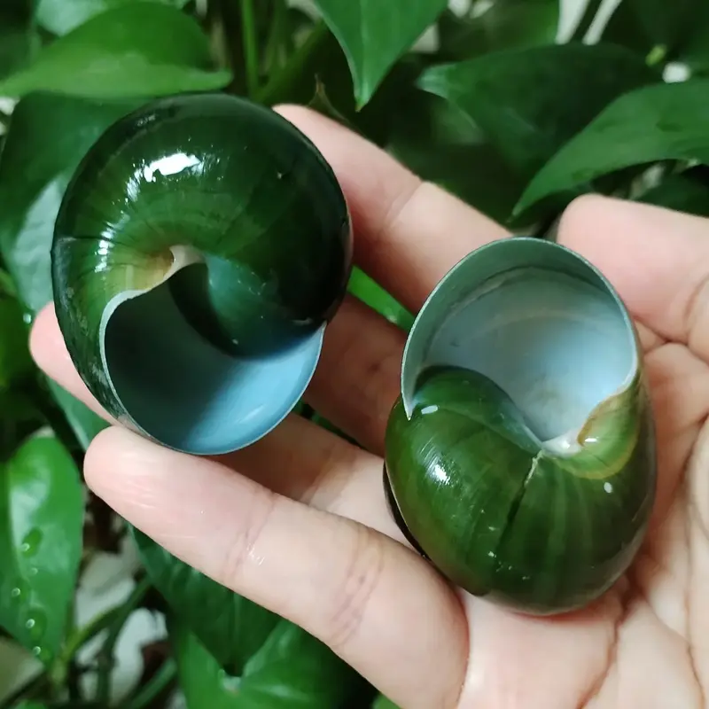 Coquillages escargots jade vert brillants, un spiralé, un ouvert avec intérieur en bleu