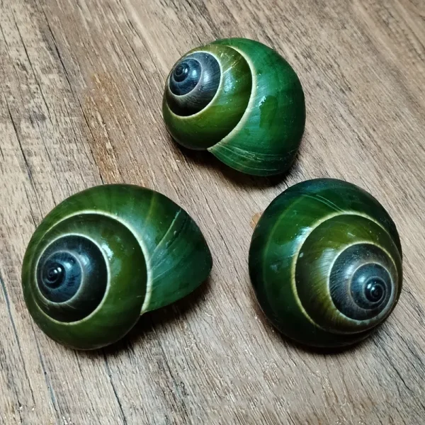 Déco Coquillages escargots jade vert brillants, un spiralé, un ouvert avec intérieur bleu.