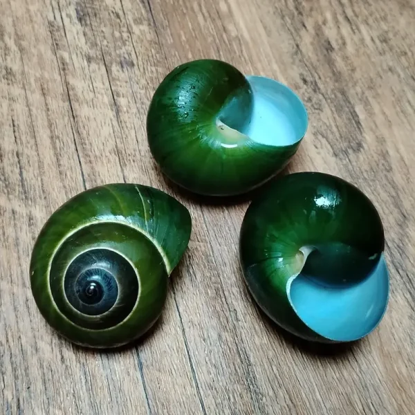 Coquillages escargots jade vert brillants, un spiralé