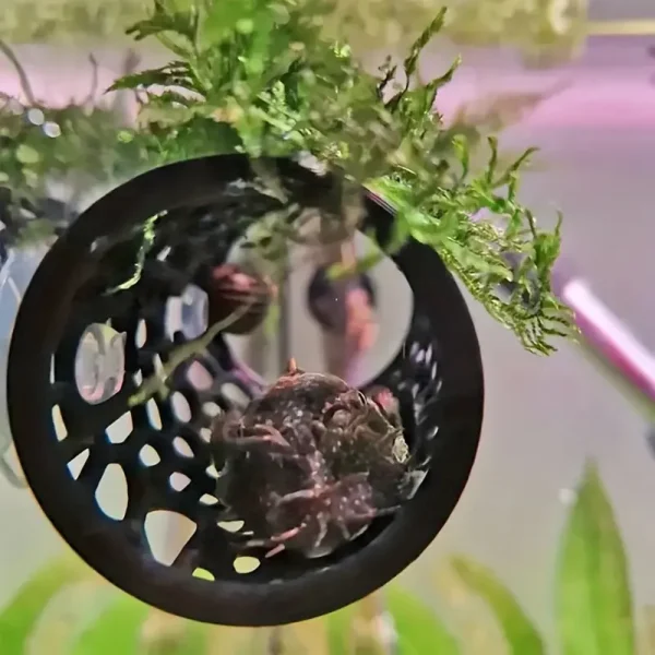 Tunnel en Plastique pour poisson noir perforé avec ventouses, Bettas en aquarium.