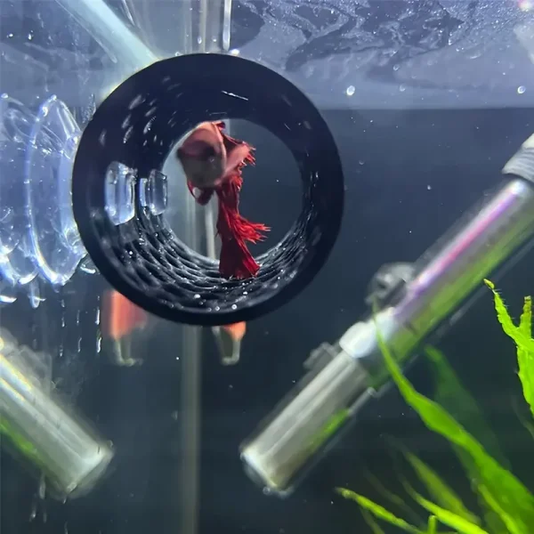 Tunnel pour poisson noir avec ventouses, Bettas en aquarium.
